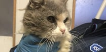 Search for owner of matted cat found in Clynderwen