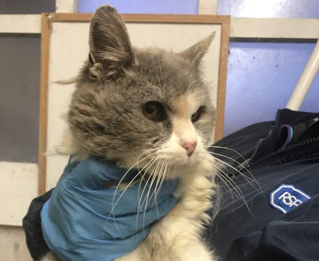 Search for owner of matted cat found in Clynderwen