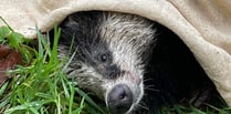 Injured Bryony the badger rescued by staff at Llys Y Frân