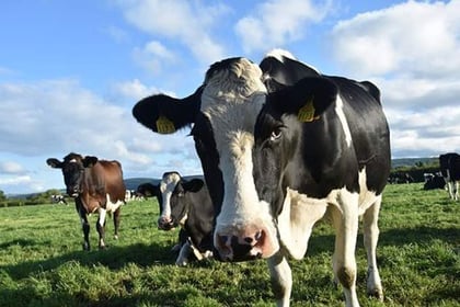 NFU Cymru members to discuss bovine TB at Pembrokeshire meeting