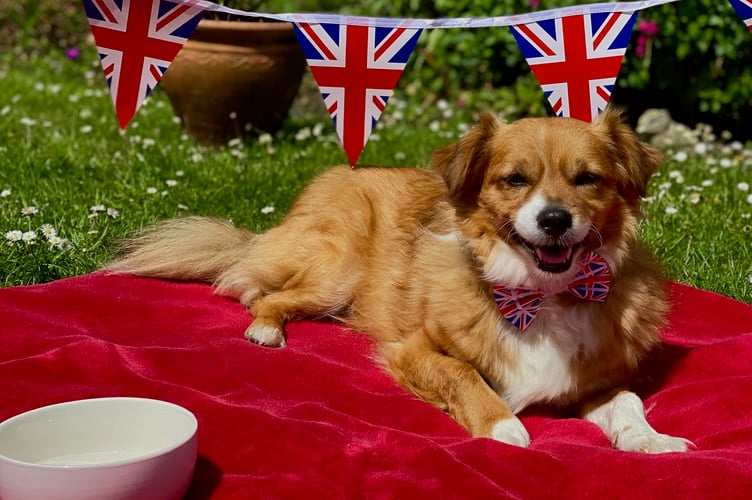 Jubilee dog