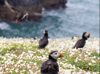 Skomer talk next up at Tenby Arts Club