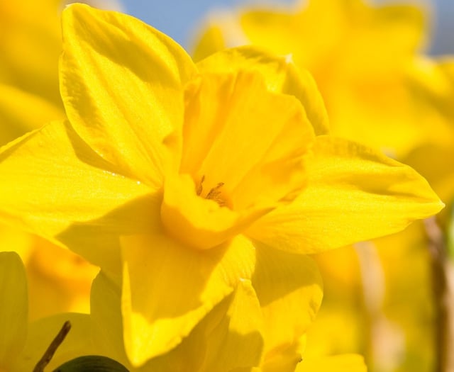 Choirs combine to celebrate  St Davids Day