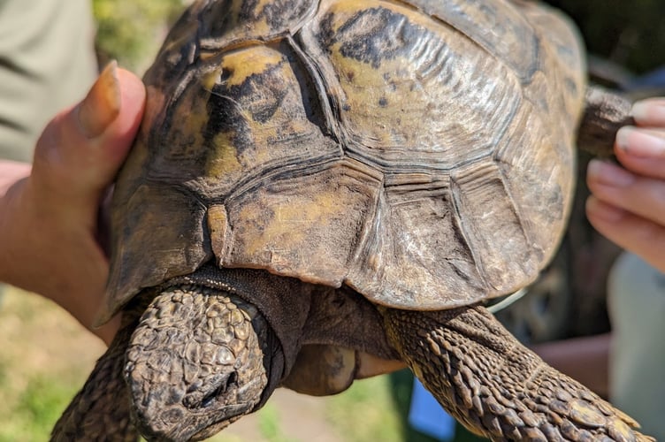 Tortoise Neyland