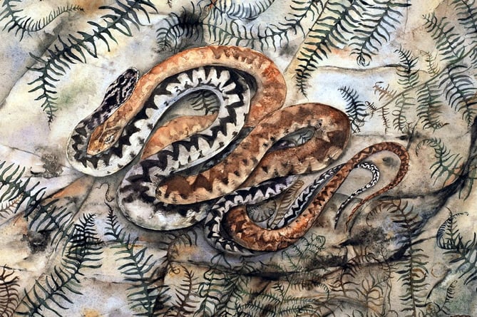 Adder by Jackie Morris