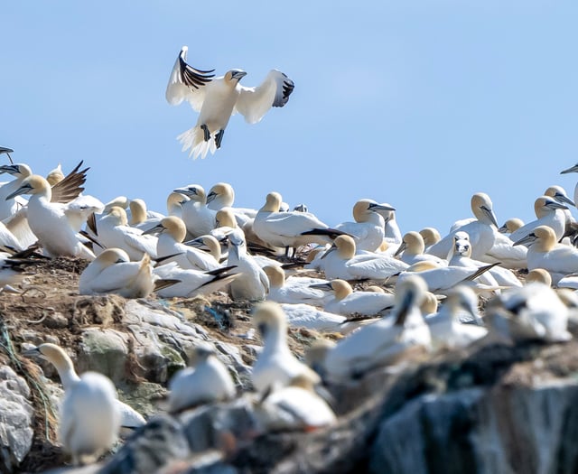 Nature and Marine Energy in Focus