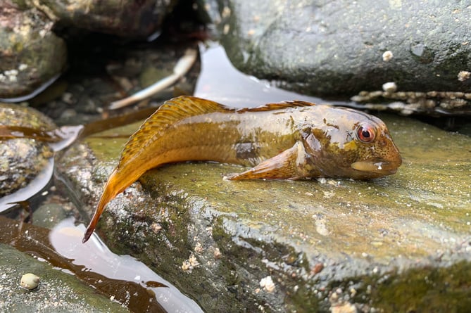 Shanny fish (Lipophrys pholis).