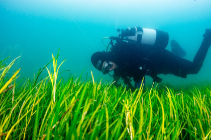 Seagrass Summer Series in Pembrokeshire