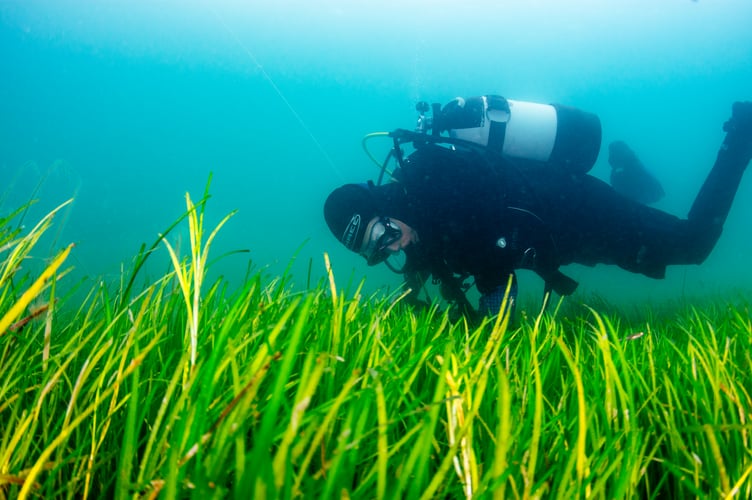 Volunteer divers from Project Seagrass gathering seagrass - eelgrass (Zostera marina) - seeds from the seabed. Porthdinllaen, Wales. UK.

Sky Ocean Rescue, WWF and Swansea University are launching the biggest seagrass restoration project ever undertaken in the UK. Seagrass Ocean Rescue involves the collection of one million seeds from various locations in England and Wales, including Porthdinllaen, on the LlÅ·n Peninsula in Wales, where we captured a team of volunteers gathering seeds. The plan is to plant the seeds over two hectares later in the year in Wales, following consultations with local stakeholders.

It is hoped that Seagrass Ocean Rescue will lead the way for the mass recovery of seagrass in the UK, where we have lost up to 92 per cent of our seagrass in the last century. Seagrass can help to answer some of the worldâs most pressing environmental concerns, including the climate emergency and declining fish numbers. Seagrass captures a huge amount of carbon and is a nursery for marine life.