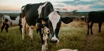 The search begins for Dairy Stockperson of the Year