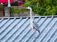 Wildlife in the town - Heron spotted at Pembroke Dock garden