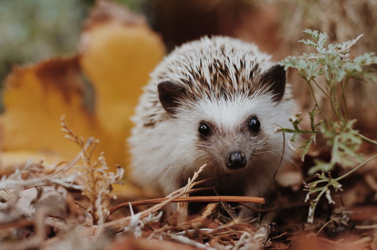 Hedgehog.