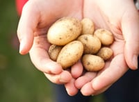 The Great St Florence Potato Challenge is upon us!