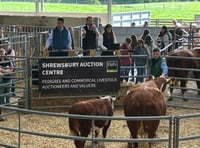 Hean Polled Herefords sale attracts huge crowd to Pembrokeshire